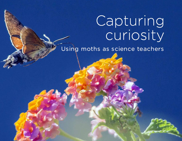 Capturing curiosity: Using moths as science teachers