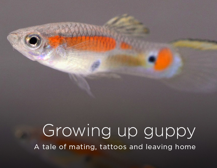 Growing up guppy: A tale of mating, tattoos and leaving home