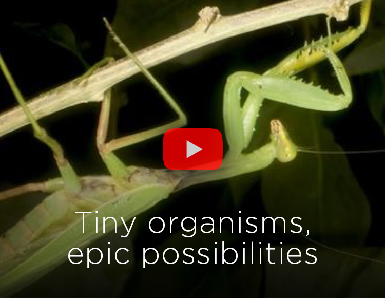 MSU Entomology: Tiny organisms, epic possibilities