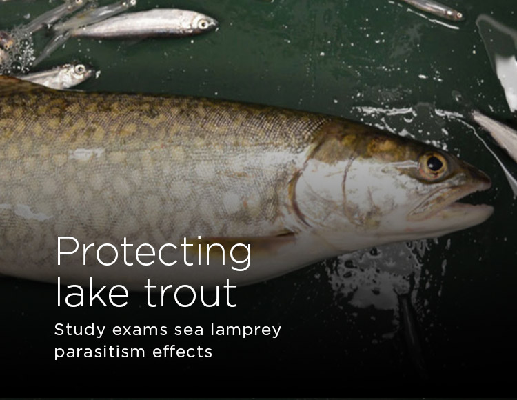 Protecting lake trout: Study exams sea lamprey parasitism effects 