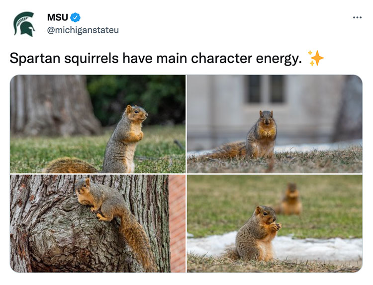 Spartan squirrels have main character energy. ✨