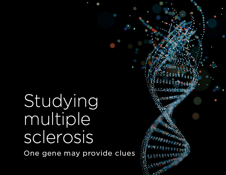 Studying multiple sclerosis: One gene may provide clues