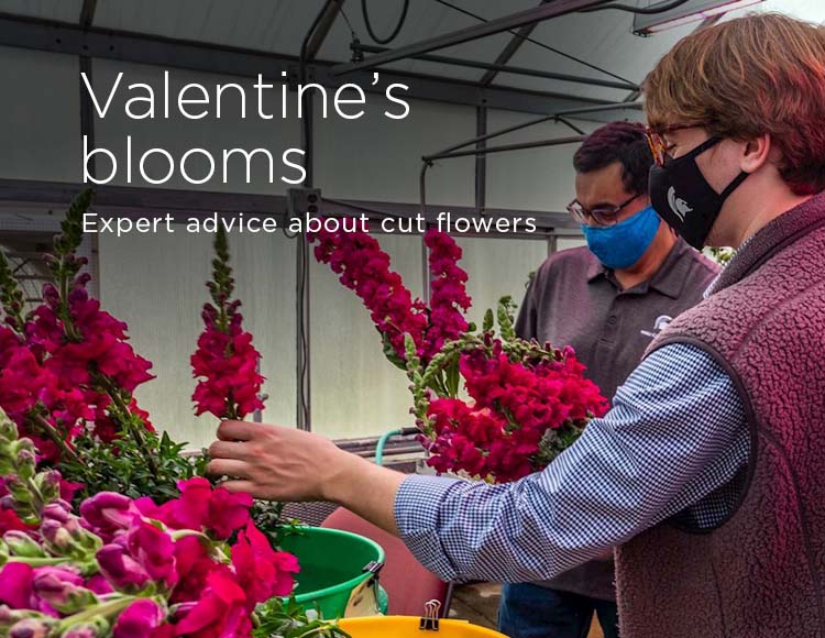 Valentine’s blooms: Expert advice about cut flowers 