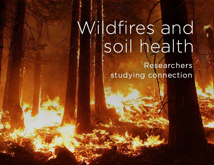 Wildfires and soil health: Researchers studying connection