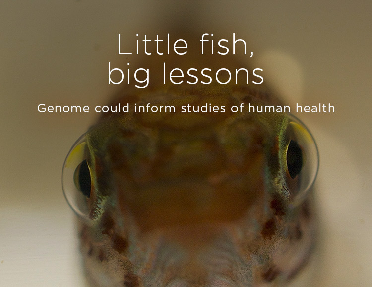 Little fish, big lessons: Genome could inform studies of human health 