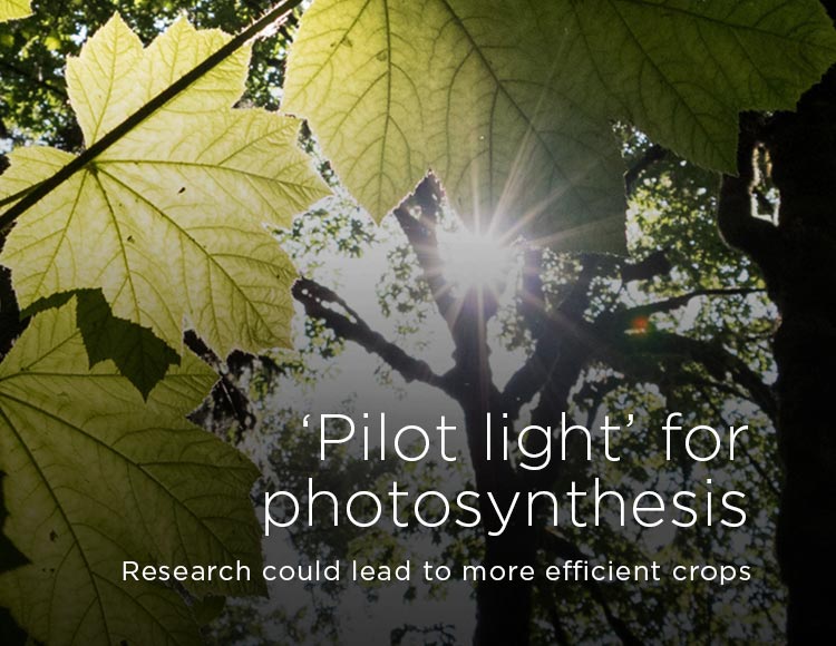 ‘Pilot light’ for photosynthesis: Research could lead to more efficient crops 