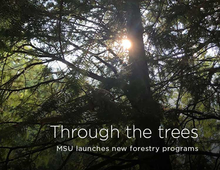 Through the trees: MSU launches new forestry programs
