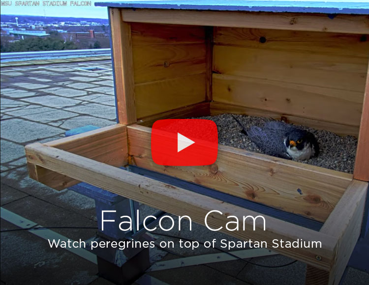 Falcon Cam: Watch peregrines on top of Spartan Stadium