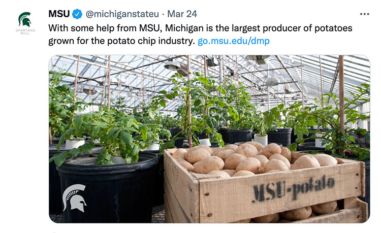 With some help from MSU, Michigan is the largest producer of potatoes grown for the potato chip industry.