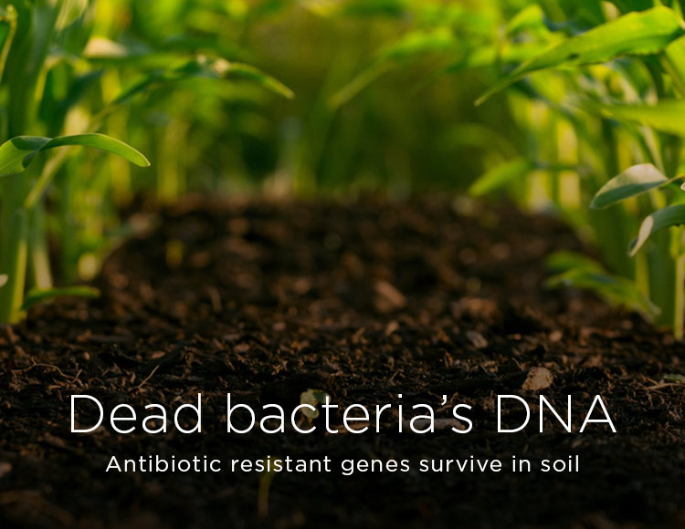 Dead bacteria’s DNA: Antibiotic resistant genes survive in soil