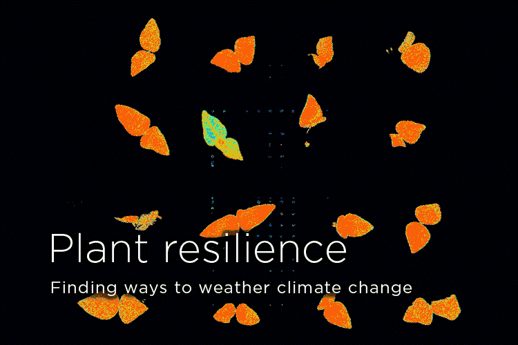 Plant resilience: Finding ways to weather climate change
