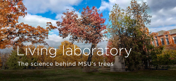 Living laboratory: The science behind MSU’s trees