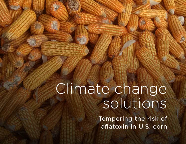 Climate change solutions: Tempering the risk of aflatoxin in U.S. corn