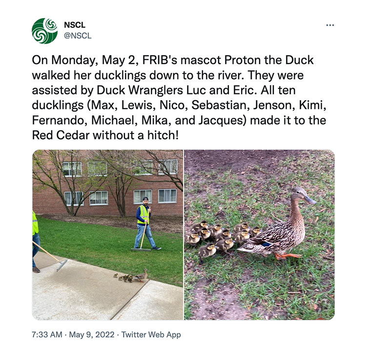 On Monday, May 2, FRIB's mascot Proton the Duck walked her ducklings down to the river. They were assisted by Duck Wranglers Luc and Eric. All ten ducklings (Max, Lewis, Nico, Sebastian, Jenson, Kimi, Fernando, Michael, Mika, and Jacques) made it to the Red Cedar without a hitch!
