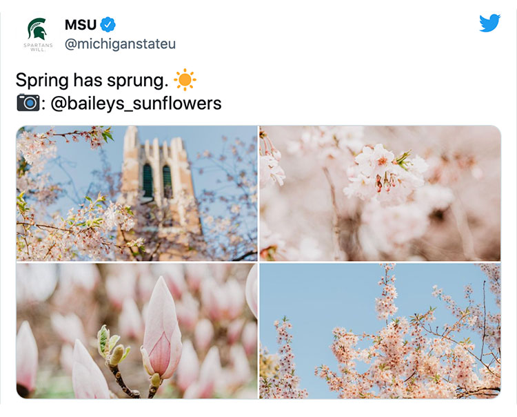 Spring has sprung. ☀️ 📷: @baileys_sunflowers