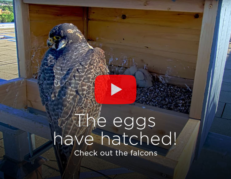 The eggs have hatched! Check out the falcons