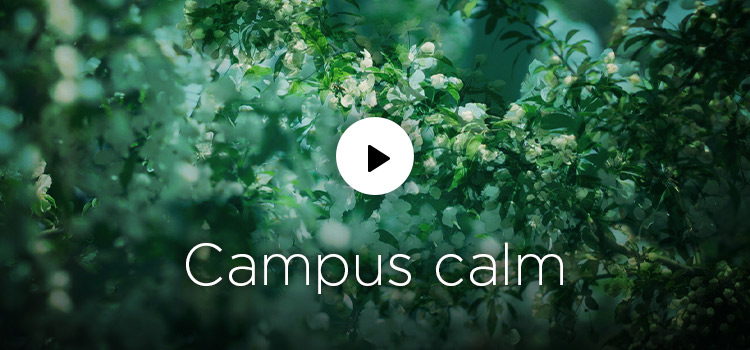 Campus calm