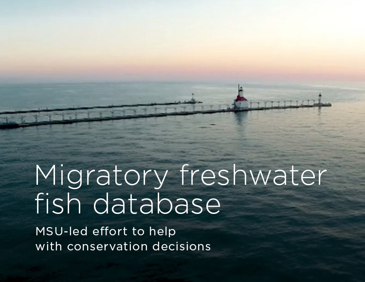 Migratory freshwater fish database: MSU-led catalogue to help with conservation decisions