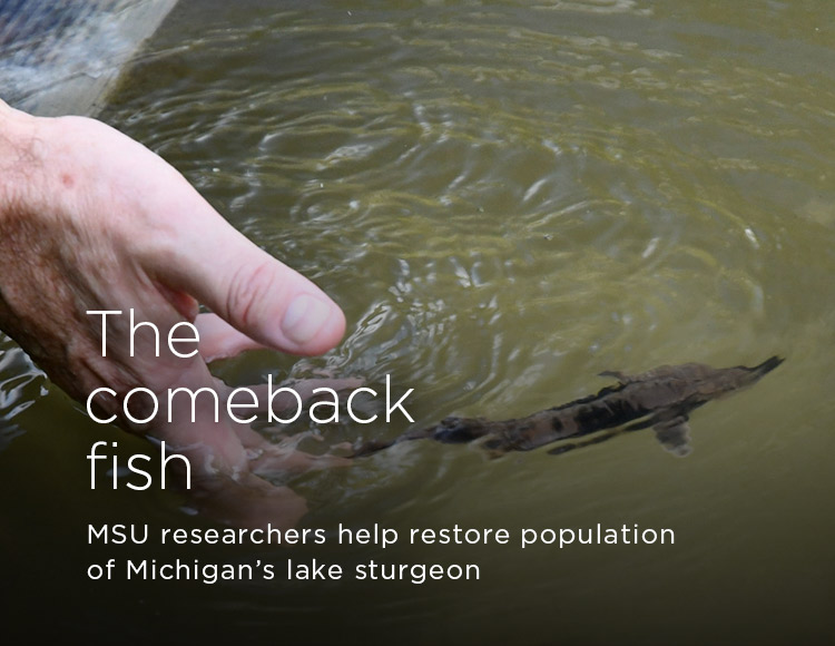 The comeback fish: MSU researchers help restore population of Michigan’s lake sturgeon