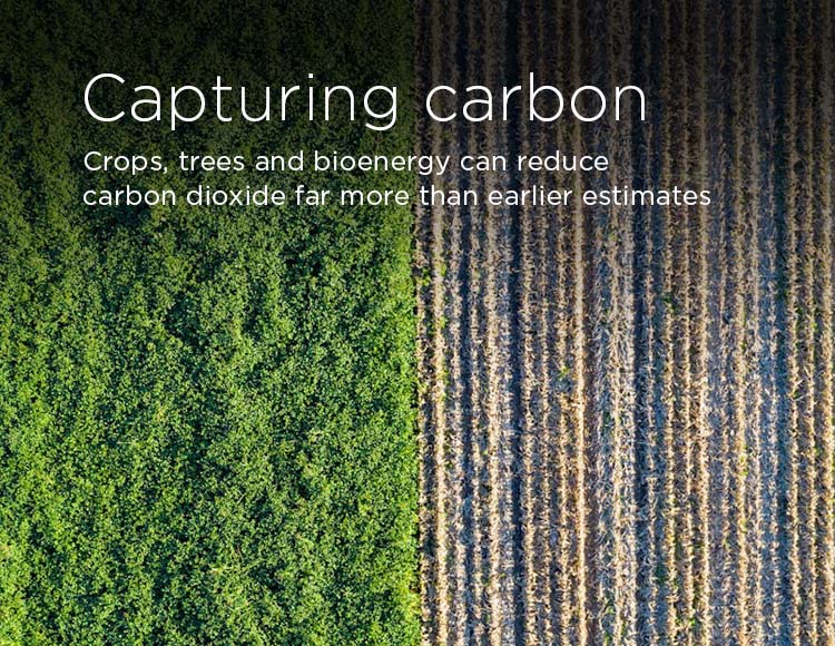 Capturing carbon: Crops, trees and bioenergy can reduce carbon dioxide far more than estimates