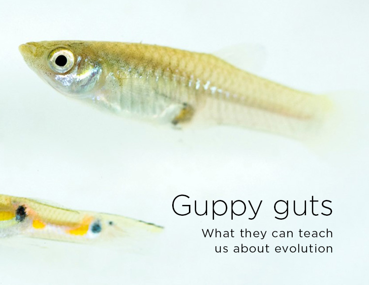 Guppy guts: What they can teach us about evolution