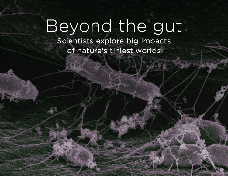 Beyond the gut: Scientists explore big impacts of nature's tiniest worlds