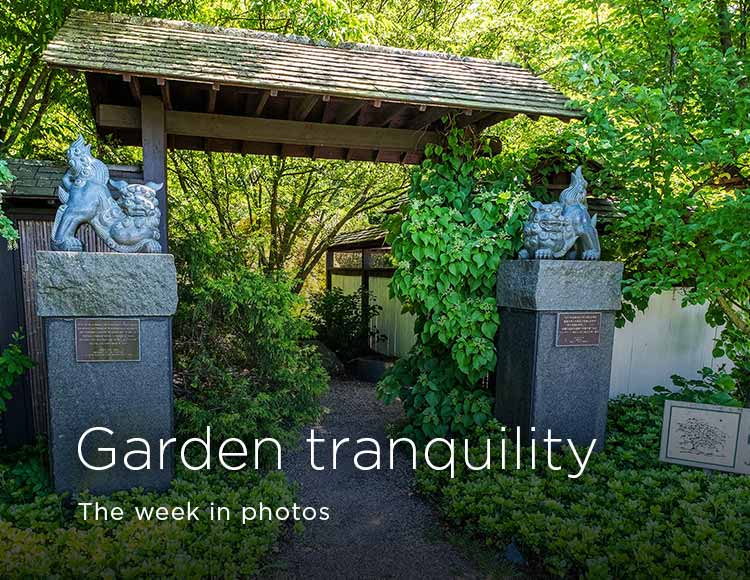Garden tranquility: The week in photos