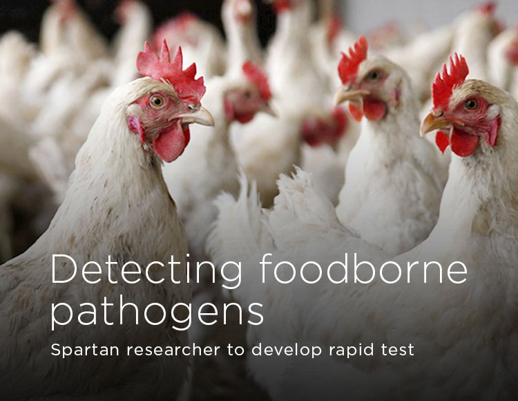 Detecting foodborne pathogens: Spartan researcher to develop rapid test