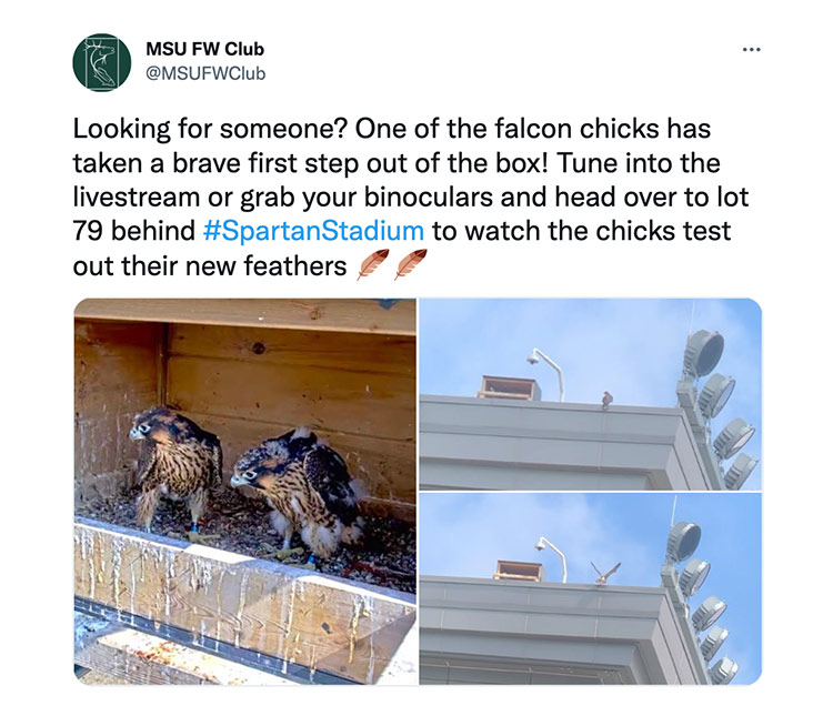 Looking for someone? One of the falcon chicks has taken a brave first step out of the box! Tune into the livestream or grab your binoculars and head over to lot 79 behind #SpartanStadium to watch the chicks test out their new feathers 🪶🪶