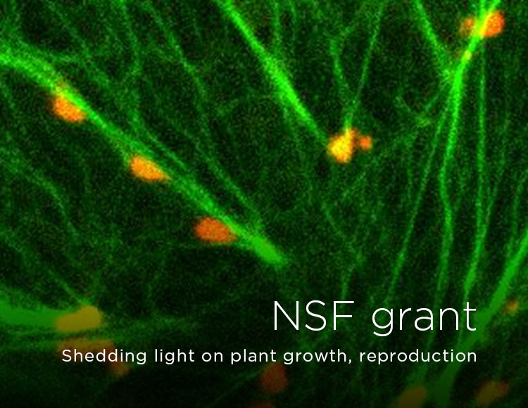 NSF grant: Shedding light on plant growth, reproduction