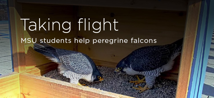 Taking flight: MSU students help peregrine falcons