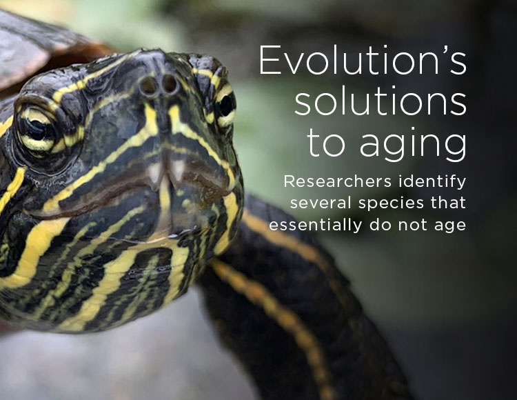 Evolution’s solutions to aging: Researchers identify several species that essentially do not age