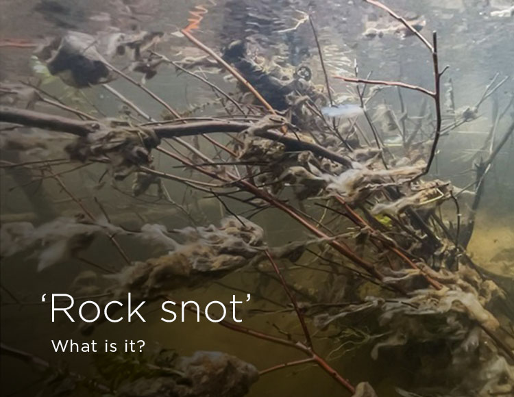 ‘Rock snot’: What is it?