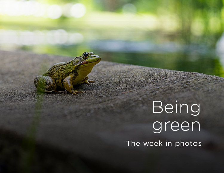 Being green: The week in photos