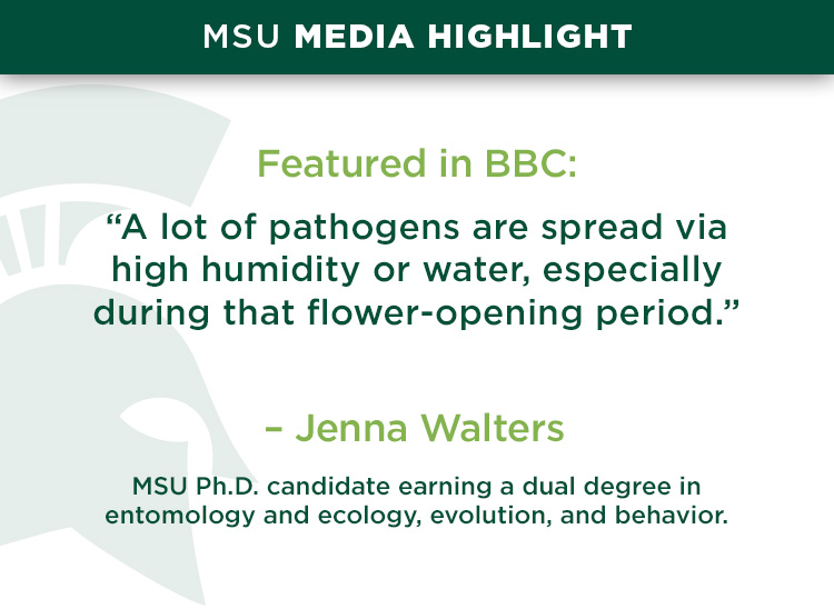 “A lot of pathogens are spread via high humidity or water, especially during that flower-opening period.” —Jenna Walters, MSU Ph.D. candidate earning a dual degree in entomology and ecology, evolution, and behavior.