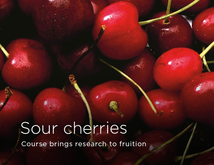 Sour cherries: Course brings research to fruition