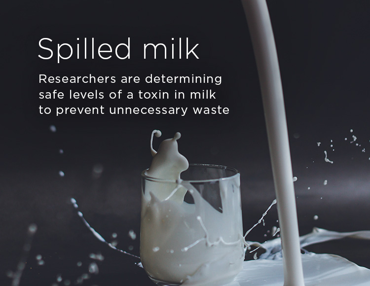 Spilled milk: Researchers are determining safe levels of a toxin in milk to prevent unnecessary waste