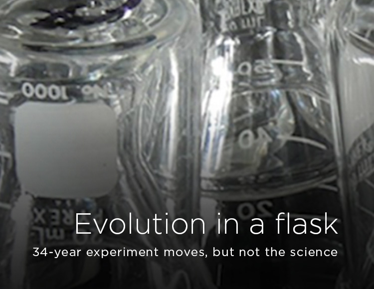 Evolution in a flask: 34-year experiment moves, but not the science 