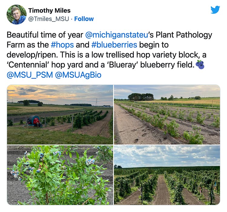 Beautiful time of year @michiganstateu’s Plant Pathology Farm as the #hops and #blueberries begin to develop/ripen. This is a low trellised hop variety block, a ‘Centennial’ hop yard and a ‘Blueray’ blueberry field.🫐 @MSU_PSM @MSUAgBio