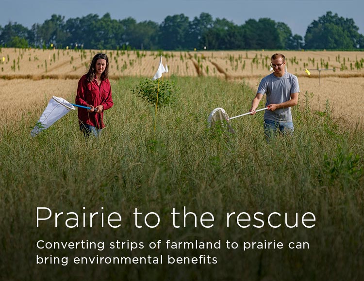 Prairie to the rescue: Converting strips of farmland to prairie can bring environmental benefits