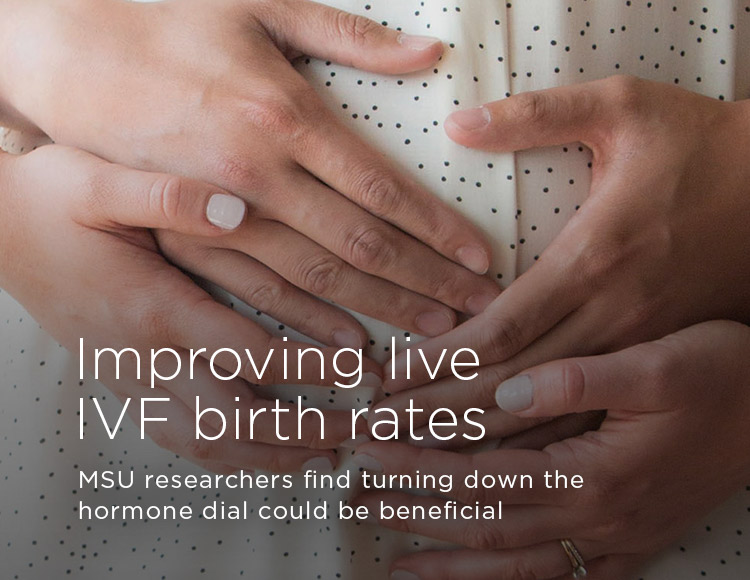 Improving live IVF birth rates: MSU researchers find turning down the hormone dial could be beneficial