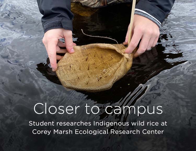 Closer to campus: Student researches Indigenous wild rice at Corey Marsh Ecological Research Center