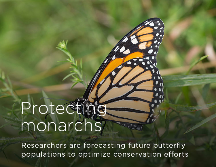 Protecting monarchs: Researchers are forecasting future butterfly populations to optimize conservation efforts