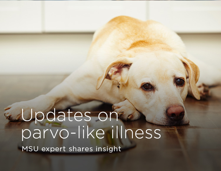 Updates on parvo-like illness: MSU expert shares insight