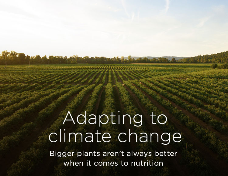 Adapting to climate change: Bigger plants aren’t always better when it comes to nutrition