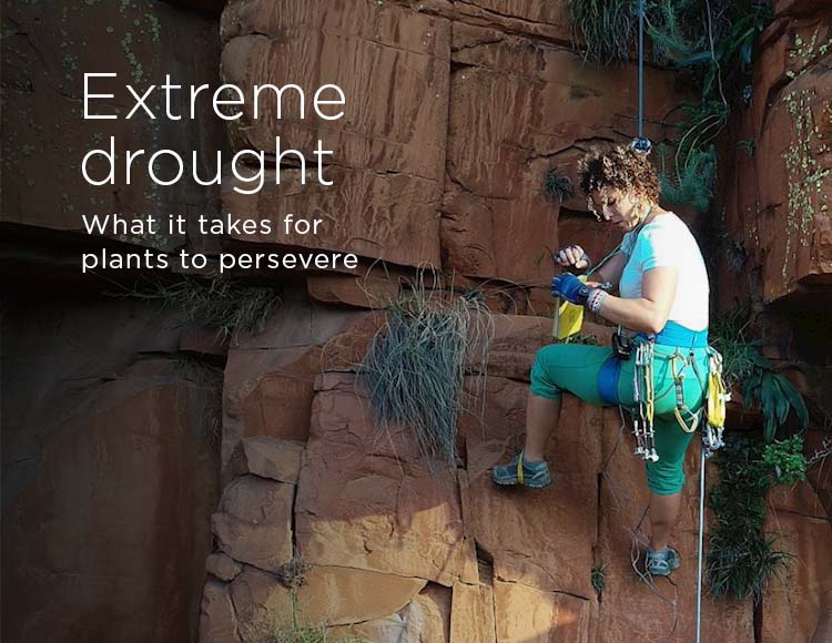 Extreme drought: What it takes for plants to persevere