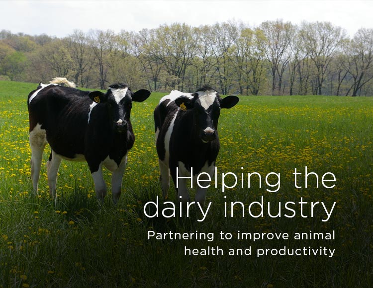 Helping the dairy industry: Partnering to improve animal health and productivity