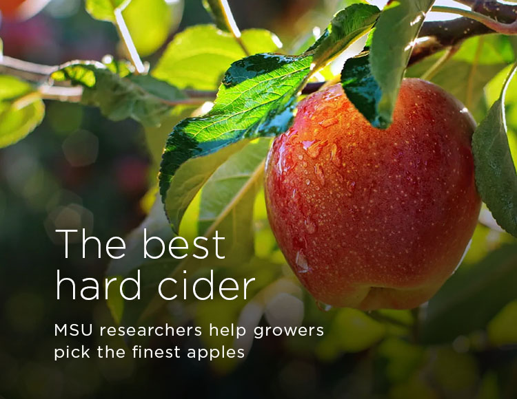 The best hard cider: MSU researchers help growers pick the finest apples