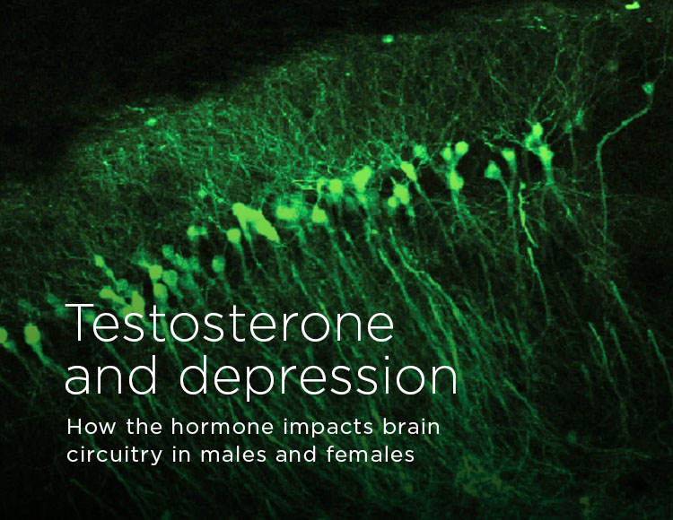 Testosterone and depression: How the hormone affects brain circuitry in males and females