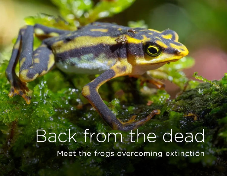 Back from the dead: Meet the frogs overcoming extinction